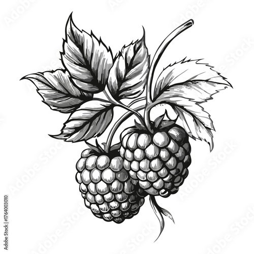 Ripe raspberries with leaves sketched in monochrome illustration , transparent background