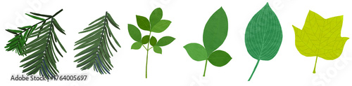 The image depicts deep green leaves on a summer day
