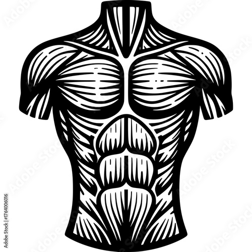 Muscle Anatomy Vector Icon