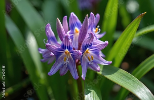 Close-up of vibrant purple flowers in Ukraine, likely water hyacinths, featuring five-petaled asymmetrical blooms. Rich green foliage surrounds delicate petals, nature beauty in spring. Plant spongy