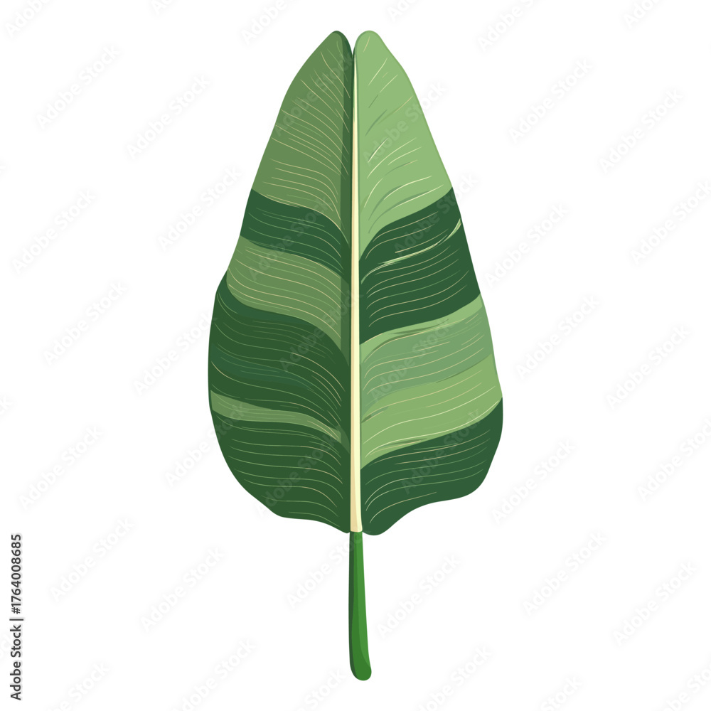 Fototapeta premium Green banana leaf illustration plant botanical vector