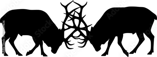 Bull elk fighting silhouette. This image shows two bull elks with large antlers locked in a fight, depicted in a black silhouette style. Vector clipart illustration design.
