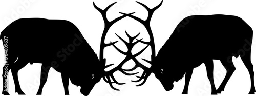 Bull elk fighting silhouette. This image shows two bull elks with large antlers locked in a fight, depicted in a black silhouette style. Vector clipart illustration design.