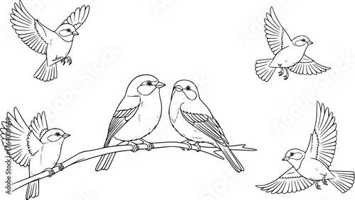 Five birds drawing. This black and white outline features a group of five small birds in various flying and perched positions, ideal for a children's activity. Vector sketch line art draw.