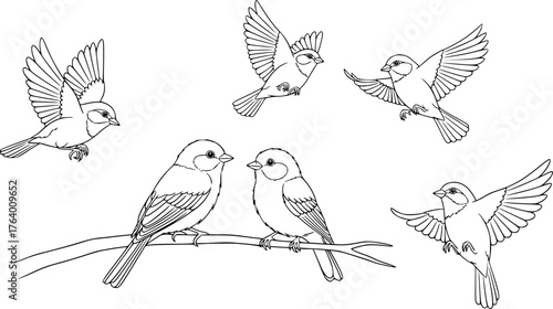 Five birds drawing. This black and white outline features a group of five small birds in various flying and perched positions, ideal for a children's activity. Vector sketch line art draw.