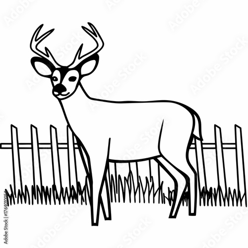 Deer standing near a fence in a grassy field  