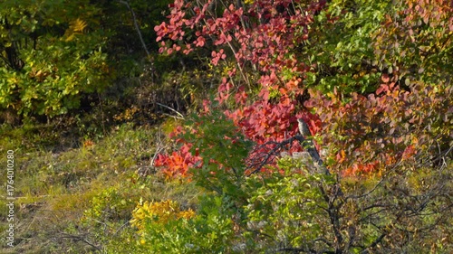 Mistle Thrush in natural ambient watching from a tree (Turdus viscivorus) - (4K)