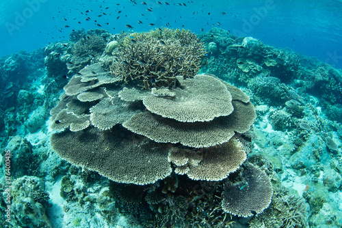Obraz na plátně A beautiful and biodiverse coral garden thrives in the shallows of the Banda Sea, Indonesia