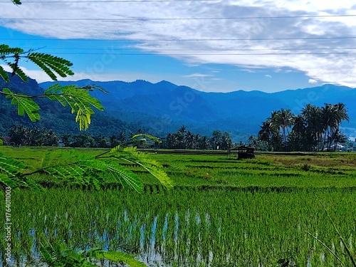 Traditional countryside with rice paddies, palm trees, and tropical mountains. Padang, West Sumatera.