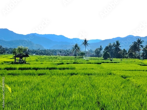 Tropical Green Rice Field with Mountain Background and Palm Trees. Padang, West Sumatera.