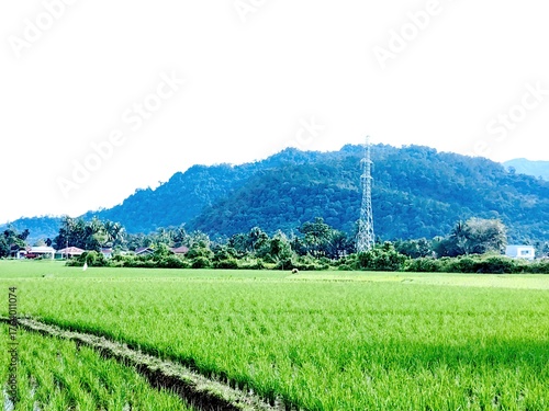Idyllic agricultural landscape showing rice paddies, palm trees, and forested mountains. Padang, West Sumatera.