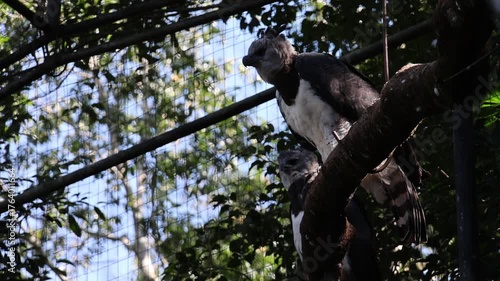 Two harpy eagles on a log in a shaded area inside the Bird Park in Foz do Iguaçu.