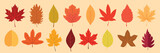 Colorful autumn leaves illustration, isolated vector set