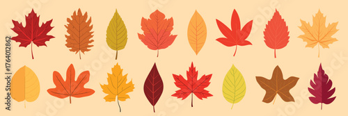 Colorful autumn leaves illustration, isolated vector set