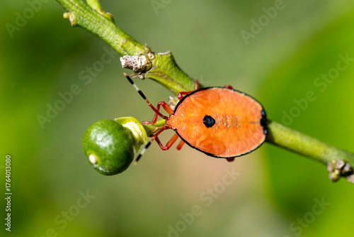 Bronze orange Bug (Musgraveia sulciventris) on a citrus plant