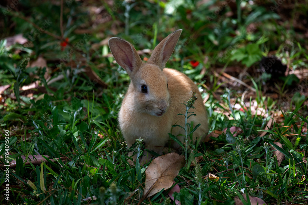 Fototapeta premium European Rabbit (Oryctolagus cuniculus)