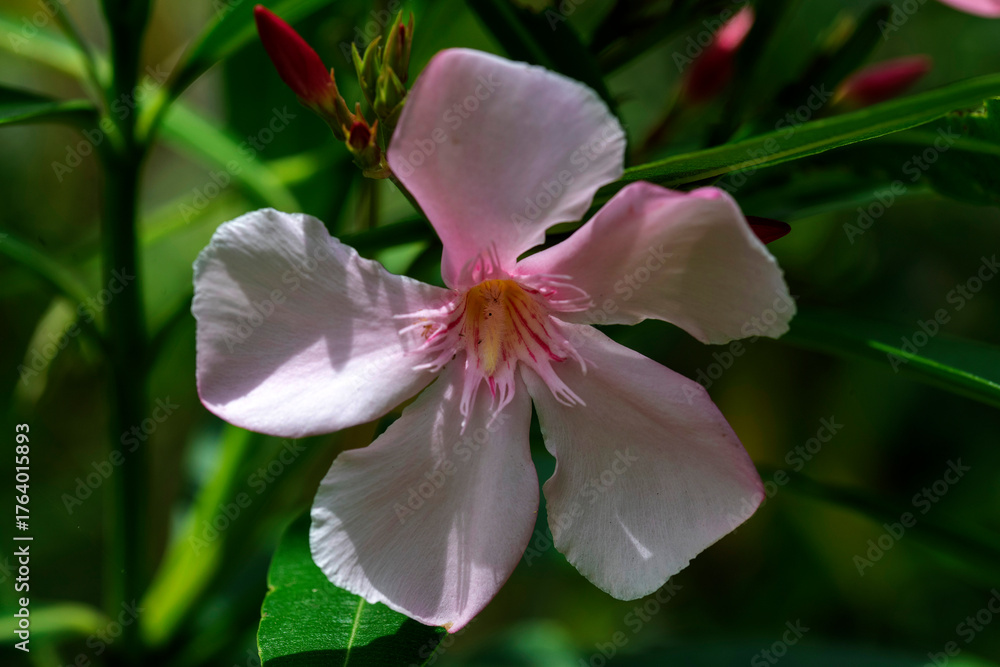 Obraz premium Oleander (Nerium oleander) Flower