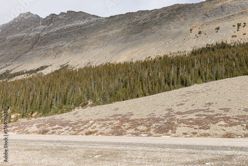 Fotografía Rocky Mountain Forest and Slope Opposite the Athabasca Glacier, Jasper National