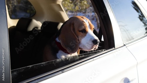 A  beagle dog looks out of a car window. Winter travel with a pet.