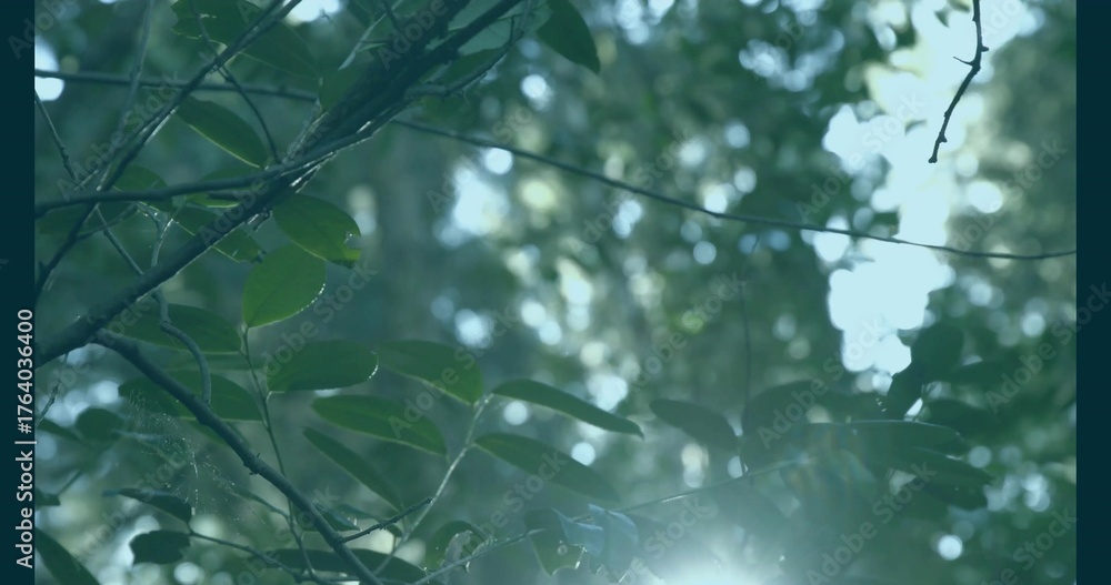 Fototapeta premium Displaying elliptic green leaves and slender branches in woodland, with spider silk and lens flare