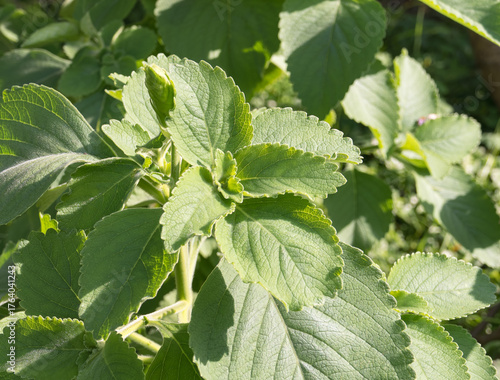 Indian Coleus plant growing in outdoor garden plectranthus barbatus