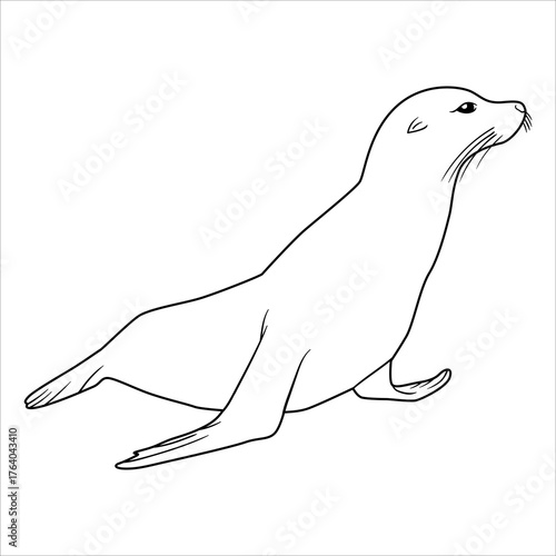 sea animal popular lineart illustration seal