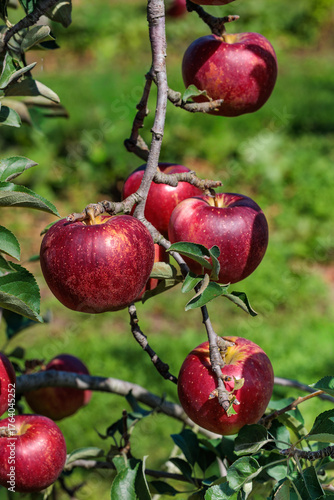 View of a delicious Akibae apple orchard in autumn.