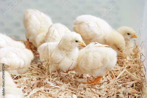 生まれたての可愛いひよこ