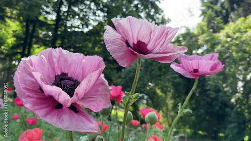 Pink poppies flowers.