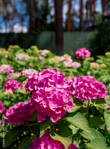 Wallpaper Mural Beautiful blooming pink hydrangeas brightens green lawn landscaped backyard, evoking summer tranquility and elegance. Torontodigital.ca