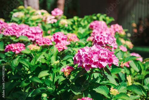 Wallpaper Mural Beautiful blooming pink hydrangeas brightens green lawn landscaped backyard, evoking summer tranquility and elegance. Torontodigital.ca