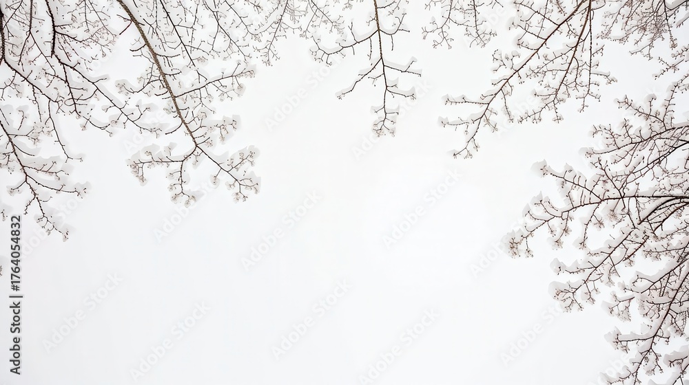 custom made wallpaper toronto digitalSnow-covered tree branches framing a bright white winter sky, minimalist nature background