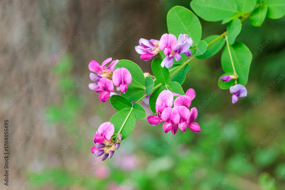 Fototapeta premium Close-up of beautiful bush clover flowers blooming in the autumn countryside.