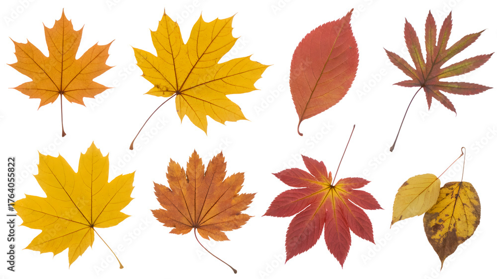 Obraz premium assortment of vibrant autumn leaves showcasing seasonal hues . Isolated on transparent background, png