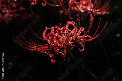 Red spider lilies on black