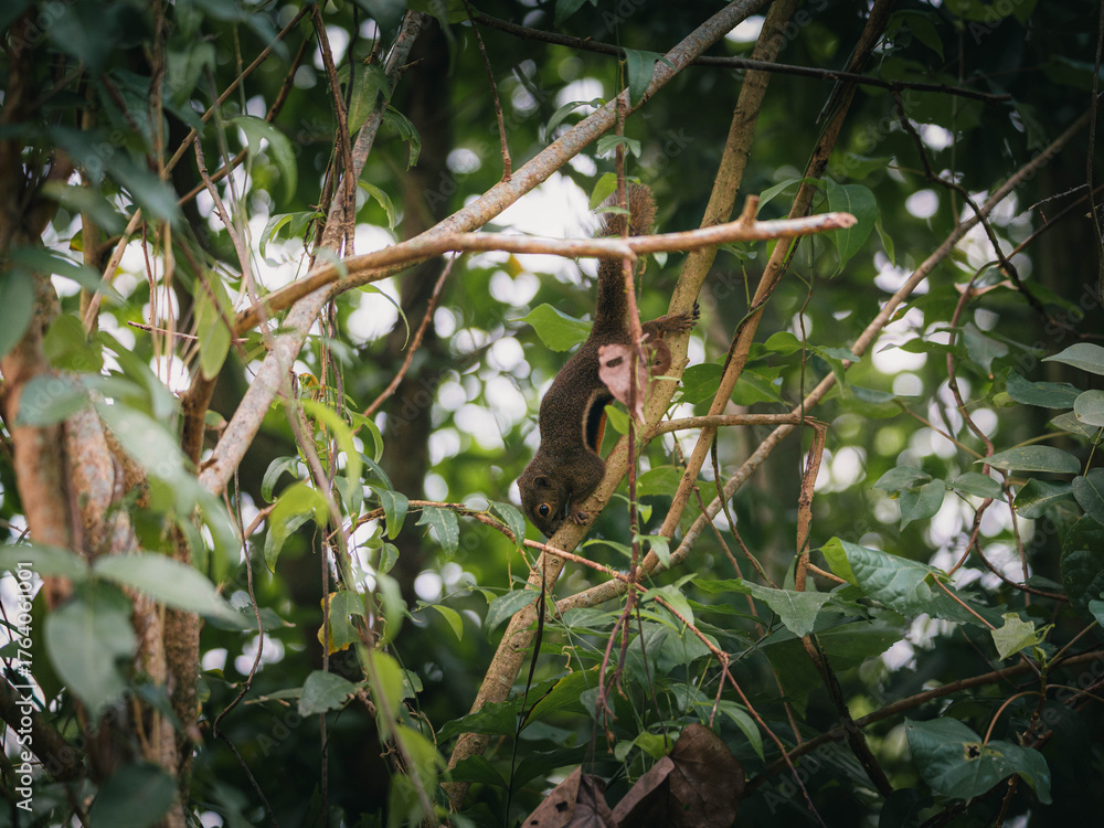Obraz premium Plantain squirrel (Callosciurus notatus) climbing in tropical forest canopy, Singapore.