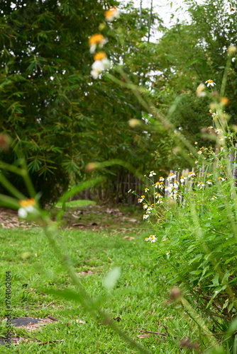 Grassy path with white wildflowers and weeds bordered by dense bamboo grove, soft-focused Spanish needles blooms in foreground, natural outdoor setting in Taiwan.