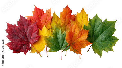 A row of diverse autumn maple leaves displays a vibrant gradient of colors from deep red to green.