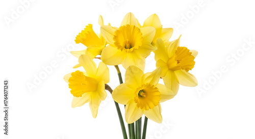 Wallpaper Mural bunch of bright yellow daffodils with green stems, cutout, PNG isolated on white or transparent background Torontodigital.ca