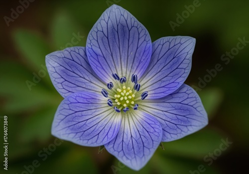 Close up of a vibrant blue flower with intricate vein patterns on its delicate petals