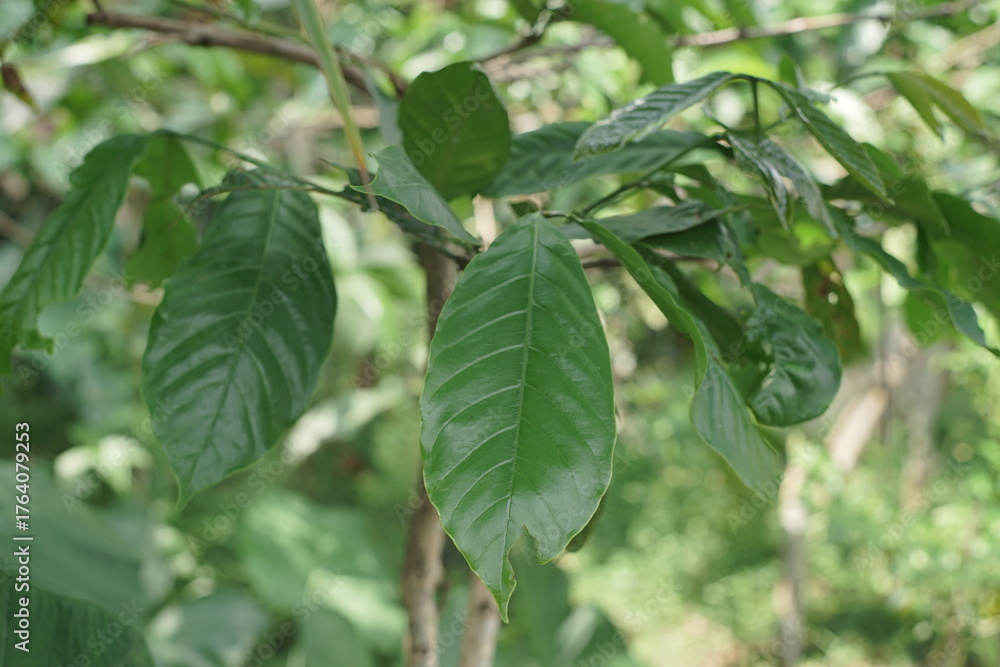 Fototapeta premium Lush green foliage of a vibrant plant, showcasing healthy leaves under natural light, ideal for themes of growth, nature, and organic beauty
