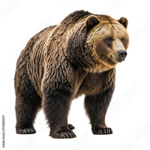 Magnificent grizzly bear stands proudly