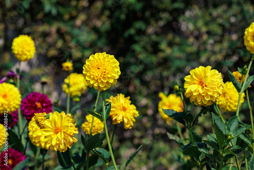 Fototapeta Naklejka Na Ścianę i Meble -  Beautiful blooming yellow dahlia flowers in a summer garden.