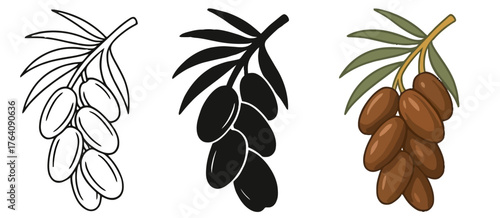 Vector Date palm, 3 versions, outline, silhouette and colored