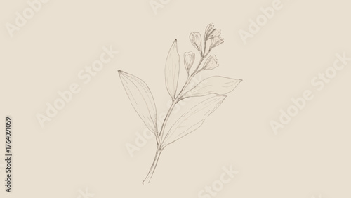 Delicate line art illustration of a flowering plant with leaves on a neutral background