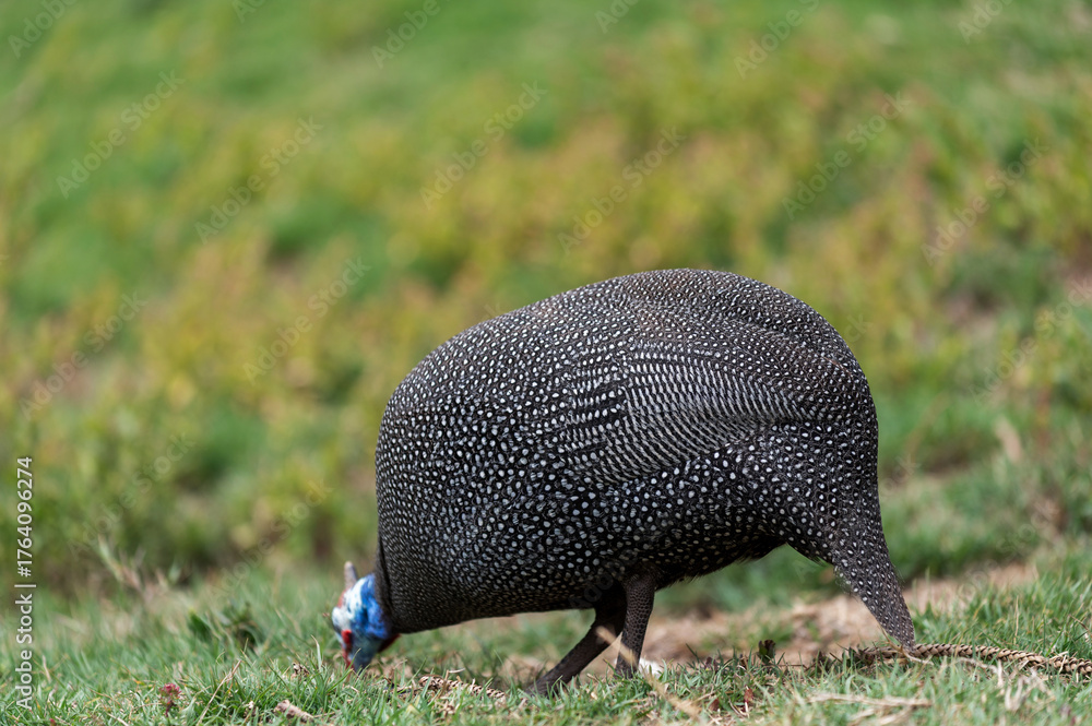 Obraz premium Pintade de Numidie dans un parc