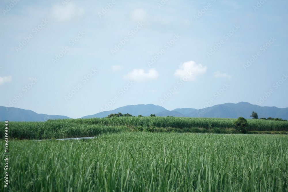 Fototapeta premium 徳之島の思い出の風景