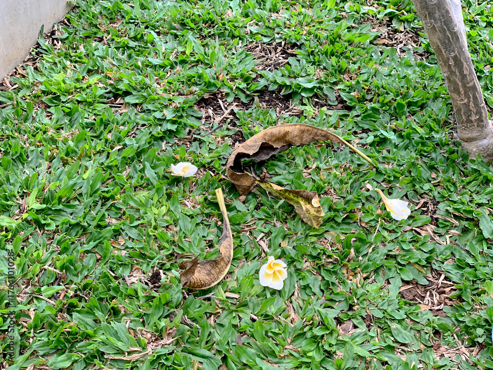 Obraz premium Fallen leaves and flowers scattered on a green lawn, creating a natural, organic scene.