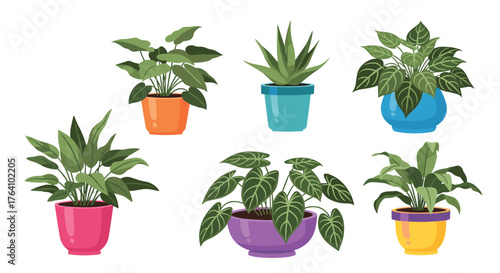 Collection of various potted houseplants with vibrant foliage.