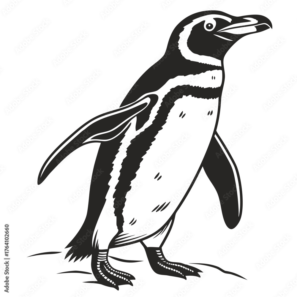 Fototapeta premium Humboldt penguin, a flightless bird vector art